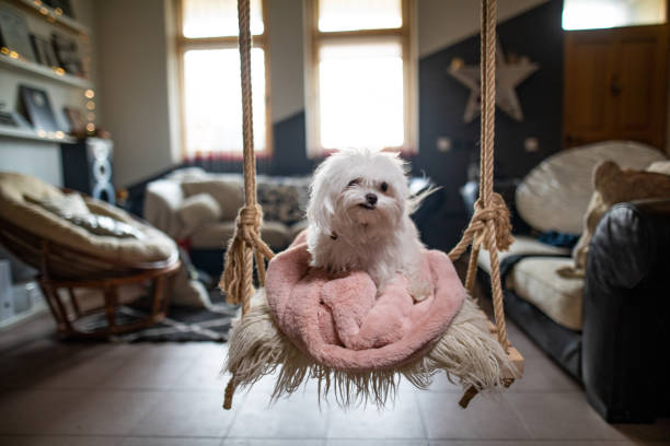 Furry maltese dog on a swing