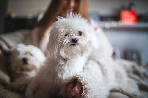 Lovely and beautiful girl enjoying her time at home playing with her pets, two maltese dogs.