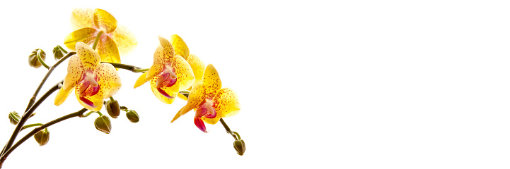 Yellow phalaenosis orchid stem isolated on panoramic white background