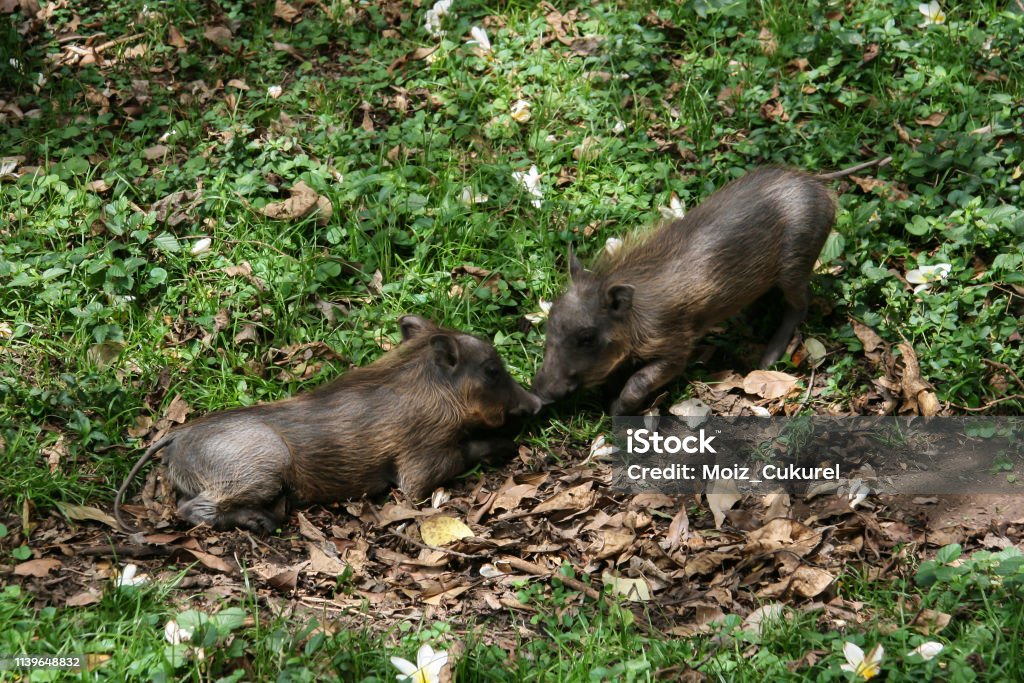 Two Baby Wild Boar Play In National Park Stock Photo - Download Image Now -  Animal, Animal Behavior, Animal Body - iStock