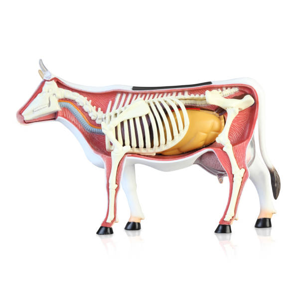 istock Anatomy of a cow 1139648849