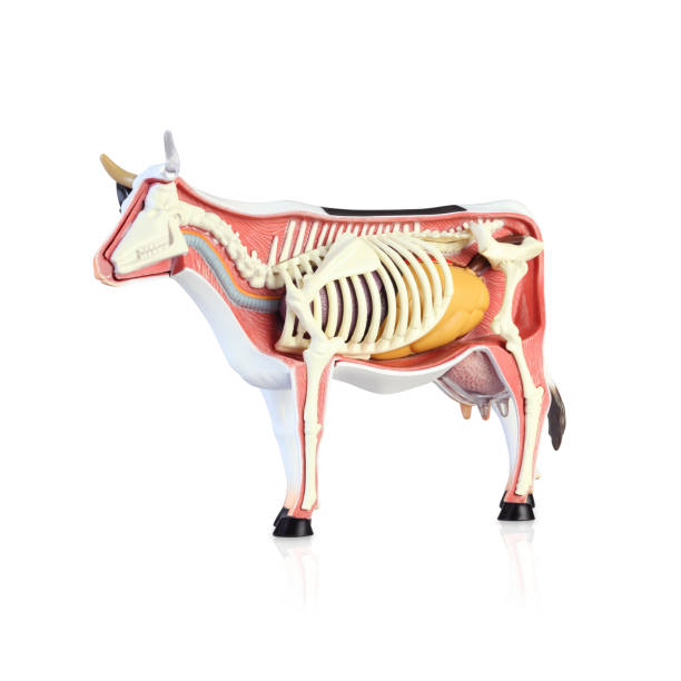 istock Anatomy of a cow 1139648854
