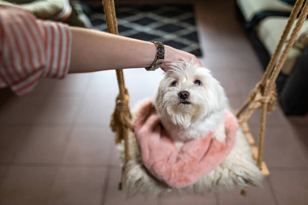 istock Innocent looking maltese dog on a swing 1139648869