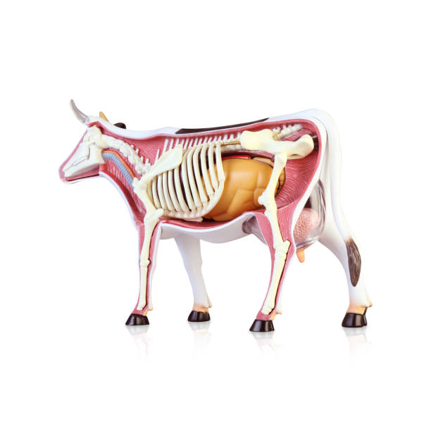 istock Anatomy of a cow 1139649087