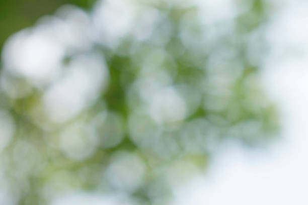 istock green blurred background of green leaves 1139650192