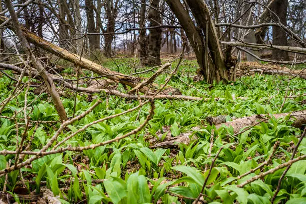 Ramson growing among the tree-trunks in an unspoilt woodland, Jagerspris, Denmark, Mars 18, 2019
