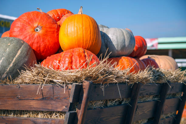 istock golden autumn, large different pumpkins 1139651080