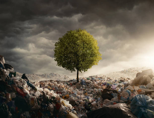 Lonely tree growing on the garbage dump Lonely tree growing on the garbage dump, field at the sunset with copy space garbage dump photos stock pictures, royalty-free photos & images