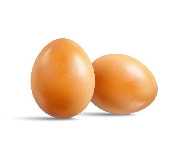 ilustrações de stock, clip art, desenhos animados e ícones de two fresh raw chicken brown eggs isolated on white background. realistic vector 3d illustration. - white background brown animal egg ellipse