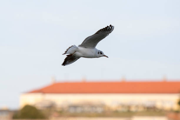 istock Danube River Seagulls flying across Petrovaradin Fortress 1139652036