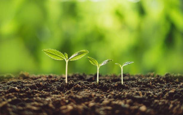 istock Growth Trees concept seedlings nature background Beautiful green 1139652138
