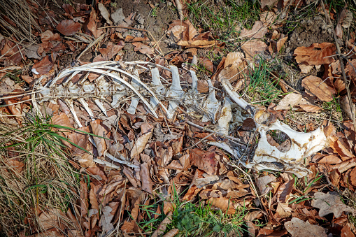 Skeleton of a roe deer on the forest floor