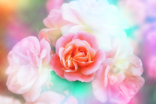 Single pink rose in focus against dreamy blurred background of pastel shades ideal for use as greeting card