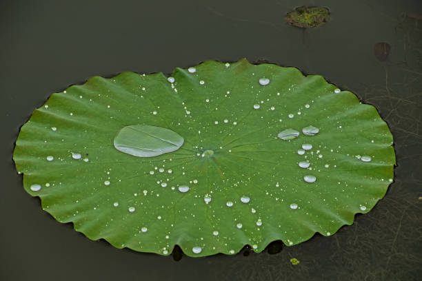 istock Rain on the lotus leaves VD702 1139657716