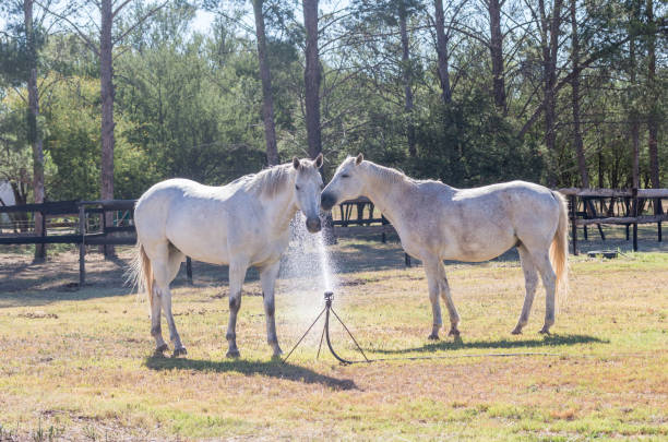 Two white horses drinking water from an irrigation sprinkler on a hot summers day