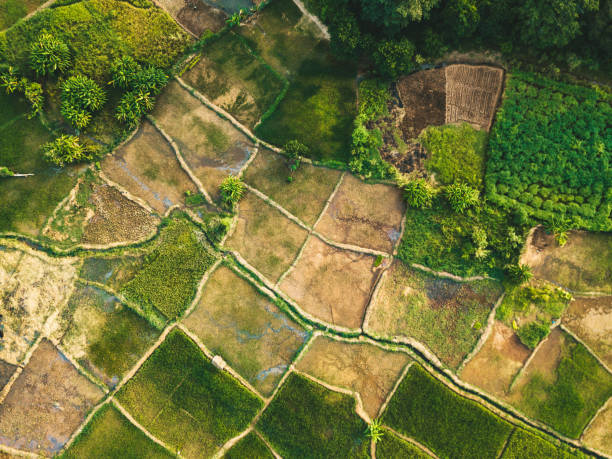 geometry of the fields in malawi laerial view on rice and manioc fields in malawi malawi stock pictures, royalty-free photos & images