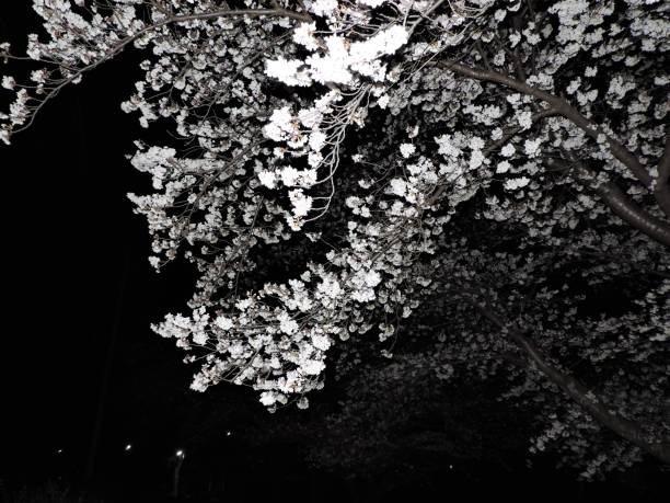 Sakura In Night Black And White Stock Photo - Download Image Now