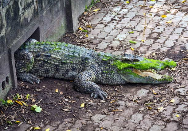 istock Crocodiles are resting on the farm. 1139659223