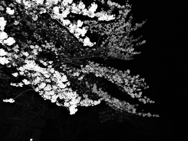 cherry-blossom-in-midnight-