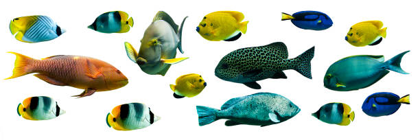istock Tropical fishes collection isolated on white panoramic background 1139659275