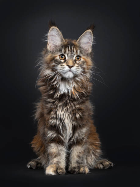 istock Tortie Maine Coon cat kitten on black 1139659607