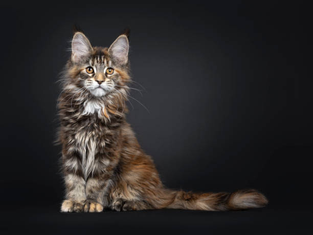 istock Tortie Maine Coon cat kitten on black 1139659614