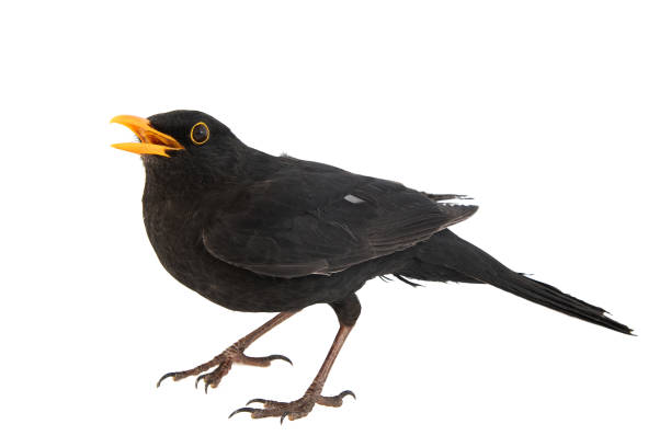 istock Blackbird, Turdus merula, isolated on white background. 1139659769