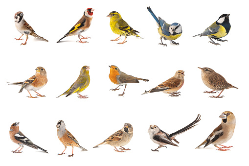 Conjunto de pequeñas aves de canto aisladas sobre fondo blanco photo