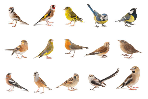 set of small song birds isolated on white background - rubecula imagens e fotografias de stock