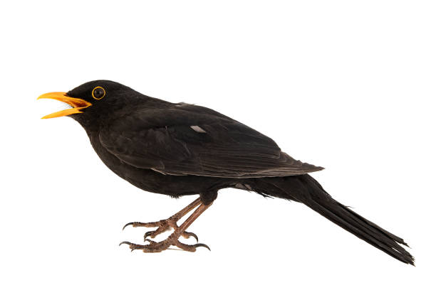 istock Blackbird, Turdus merula, isolated on white background. 1139659794