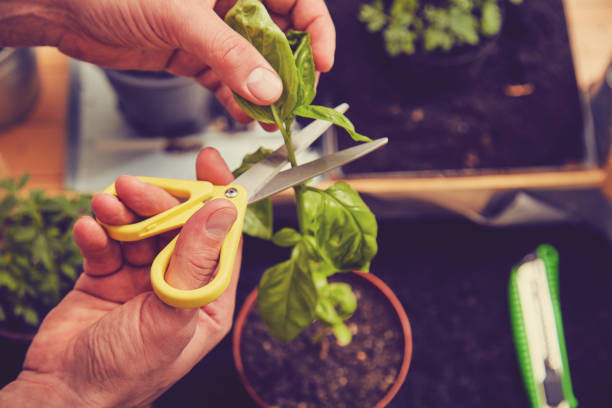 istock Fresh organic basil in pot. Gardening concept. 1139659832