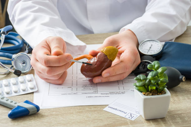 at doctors appointment physician shows to patient shape of kidney with focus on hand with organ. scene explaining patient causes and localization of diseases of kidney, stones, adrenal, urinary system - suprarenal gland imagens e fotografias de stock