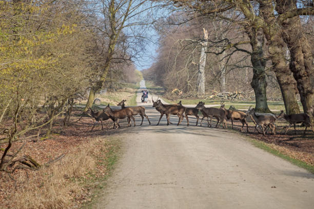 Dyrehaven, Klampenborg, Denmark - March 30, 2019: People waiting while a group of red deer crossing the dirt road in Dyrehaven is a popular spot north of Copenhagen with a semi-natural landscape which are fenced in, because of a large population of deer.