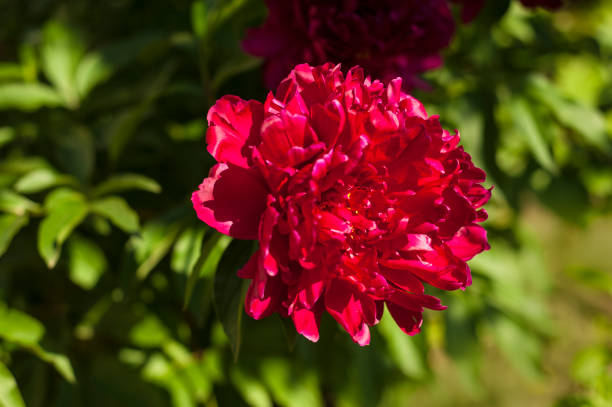 istock Red peonies in the garden. Blooming red peony. 1139664174