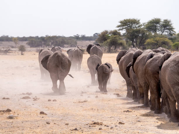 istock Elephant Follow the Leader 1139665730