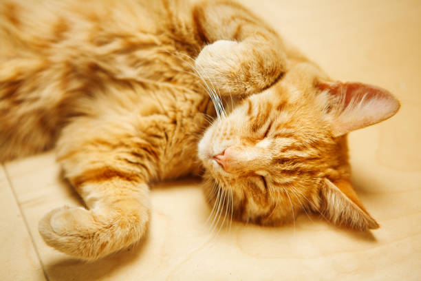 istock Cute red cat laying on his back at floor with closed eyes 1139666894