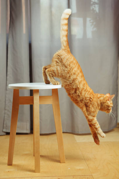 istock Cute red cat standing jumping from chair going to escape 1139667012