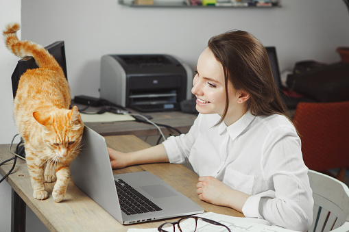 Woman working at computer, her favourite re cat walking behind notebook, businesswoman and her pet doing work together