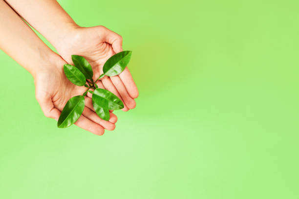 istock Female hands holding green plant. 1139667345