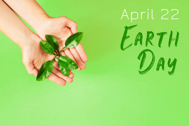 istock Female hands holding green plant. 1139667350