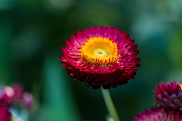 fully bloom seasonal flowers in field