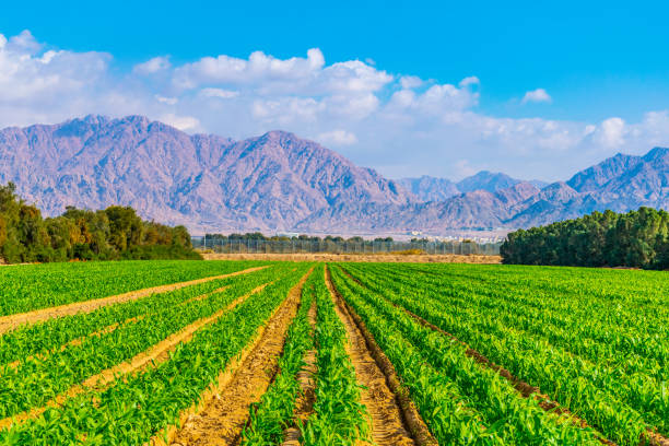 タマネギと他の野菜の緑のフィールドエイラット, イスラエル - east middle road desert ストックフォトと画像