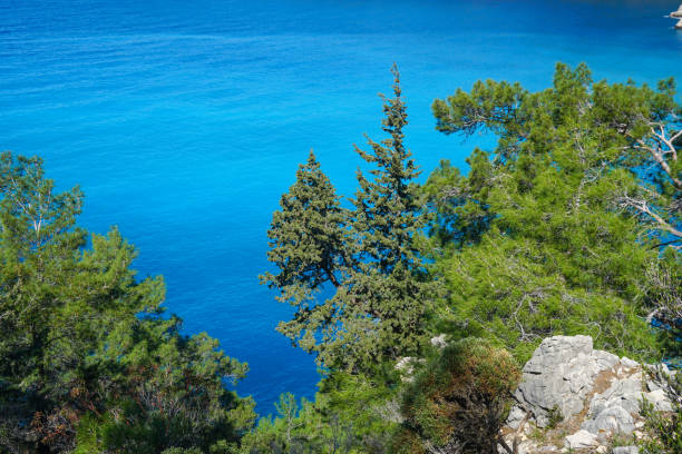 istock Sea and pines. Blue and green. 1139668232