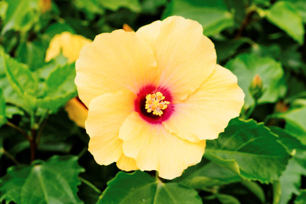 istock Yellow Hibiscus Flower 1139668587