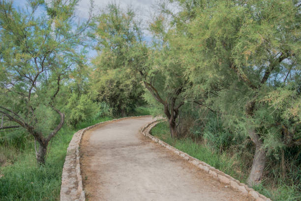 istock Forest of trees. National Park Tablas de Daimiel. Ciudad Real. Spain. 1139668868