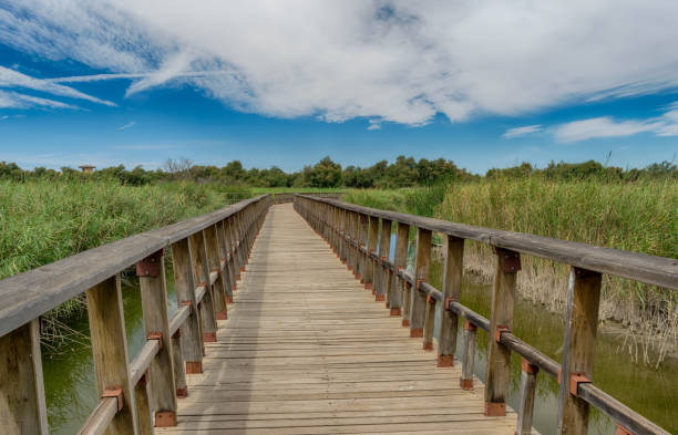 istock Wooden footpath. National Park Tablas de Daimiel. Ciudad Real. Spain 1139669053