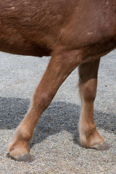 istock The brown horse 1139672735