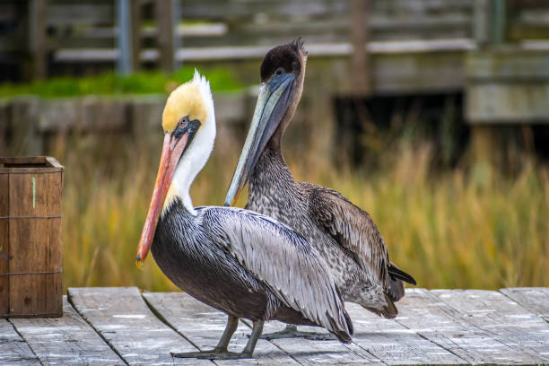 A Group of Brown Pelican resting around in Amelia Island, Florida Set of large water birds strolling around the boardwalk in Atlantic coast brown pelican stock pictures, royalty-free photos & images