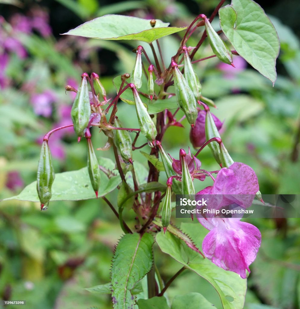 close up of Himalayan balsam flowers and seedpods growing in wetland near a river with raindrops A close up of Himalayan balsam flowers and seedpods growing in wetland near a river with raindrops Arrowleaf Balsamroot Stock Photo