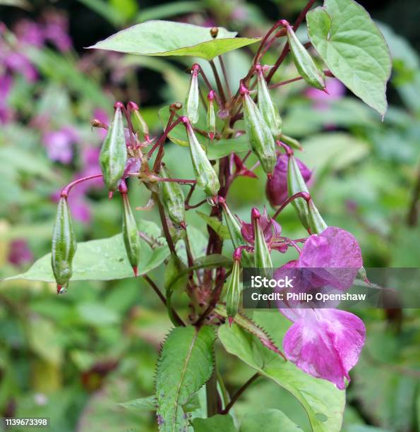 Close Up Of Himalayan Balsam Flowers And Seedpods Growing In Wetland Near A River With Raindrops Stock Photo - Download Image Now